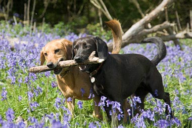 Pet friendly cabins in Pigeon Forge